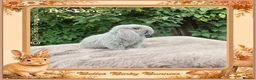 Mini Lop rabbits for sale: 🌻Beautiful Baby Mini Lops 🌻 Ready 5th & 11th Sep - Advert 3