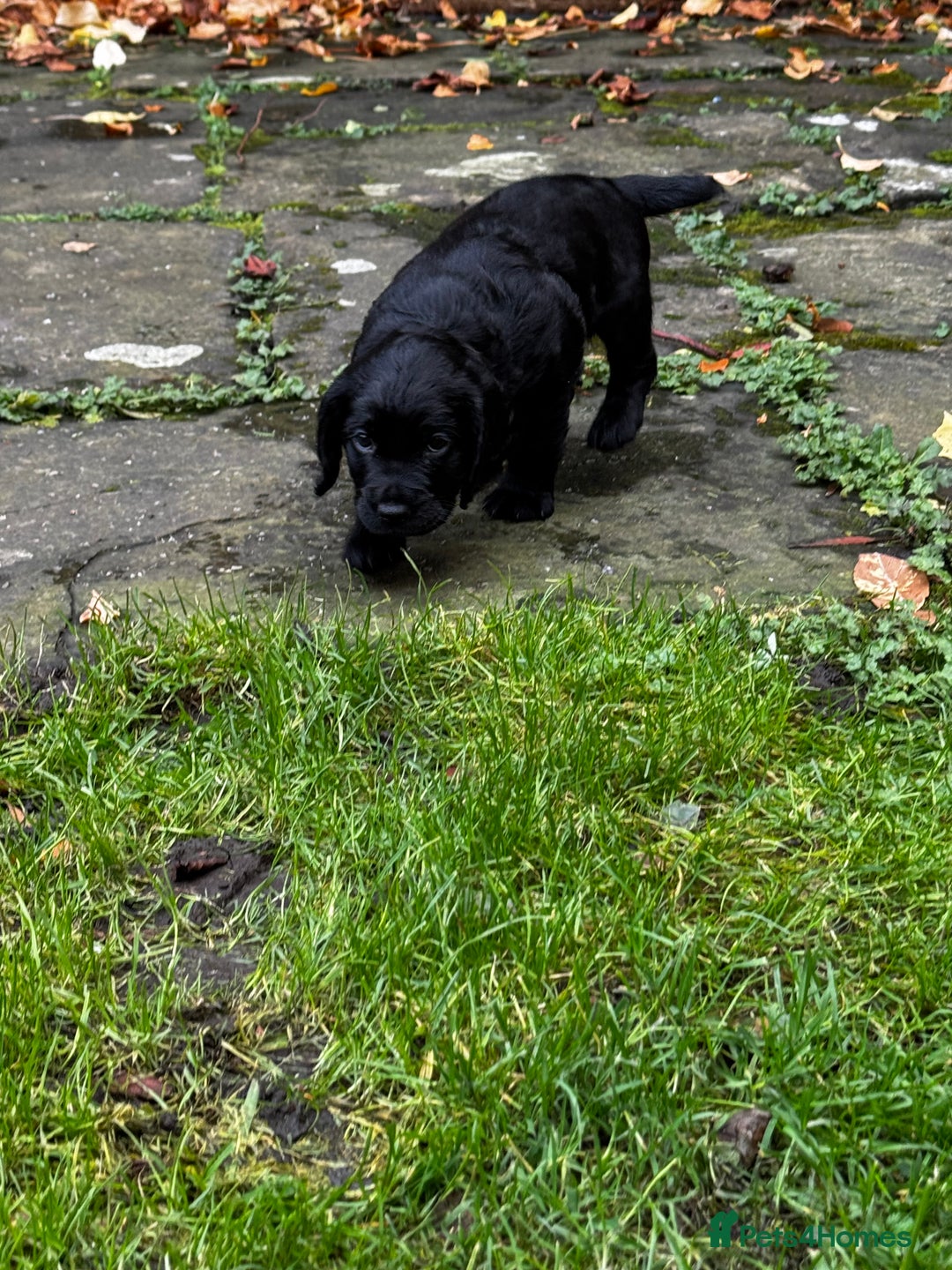 Cocker Spaniel dogs for sale: BLACK WORKING COCKER SPANIELS - Bitch and Dog - Image 16