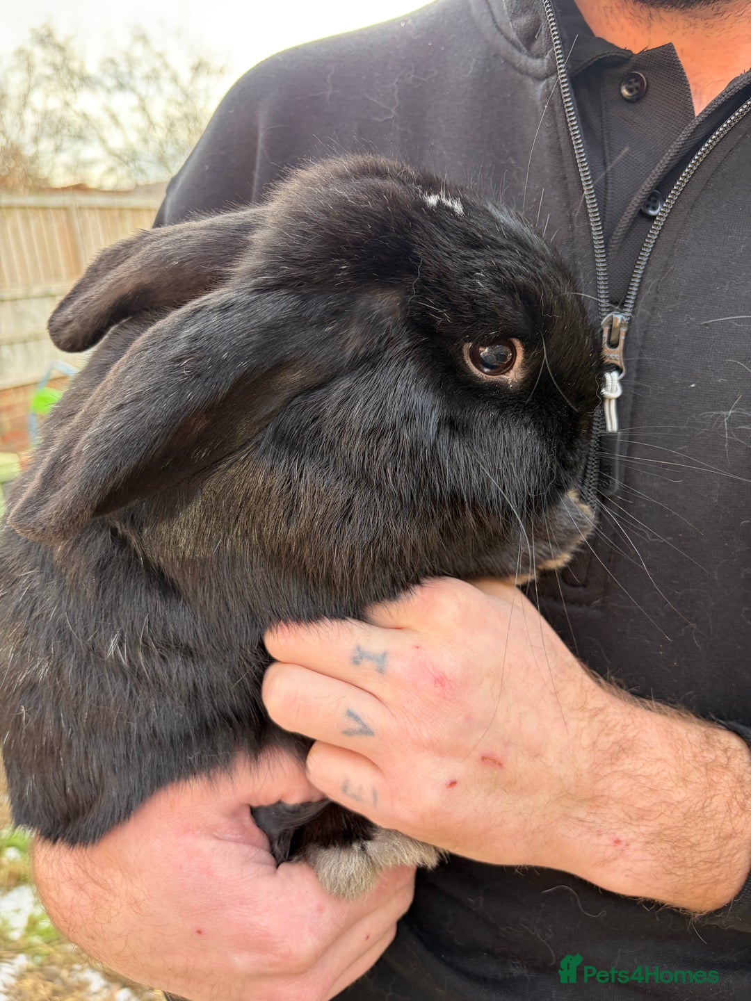 Mixed Breed rabbits for sale: 3 rabbits needing a good home - Advert 6