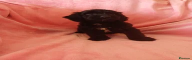 Cockapoo 4