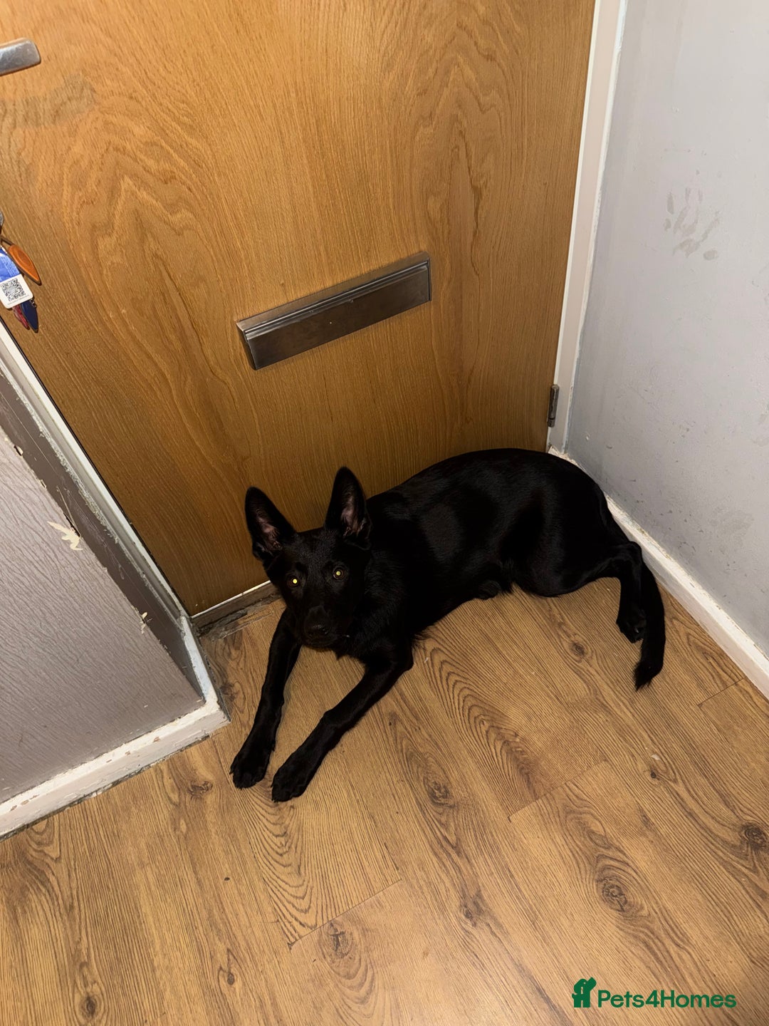 German Shepherd dogs for sale: Storm - Advert 2