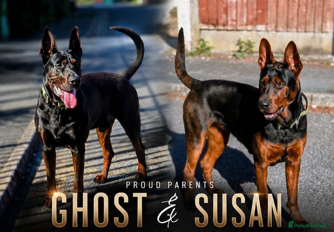 Chinese Red Dog dogs Stunning Chinese Red Dog Puppies. - Advert 1