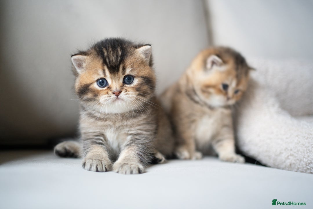 British Shorthair cats for sale: 1 girl available  - Advert 11