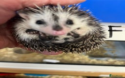 Pygmy Hedgehog rodents for sale: Pygmy hedgehog baby salt and pepper ready now - Image 4