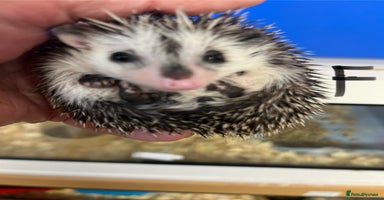 Pygmy Hedgehog rodents - Advert 7