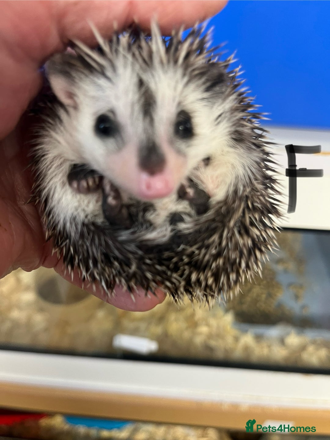 Pygmy Hedgehog rodents for sale: Pygmy hedgehog baby salt and pepper ready now - Image 4