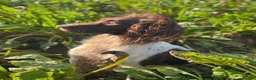English Springer Spaniel dogs for sale: Beautiful Springer Spaniel Puppies  - Advert 2