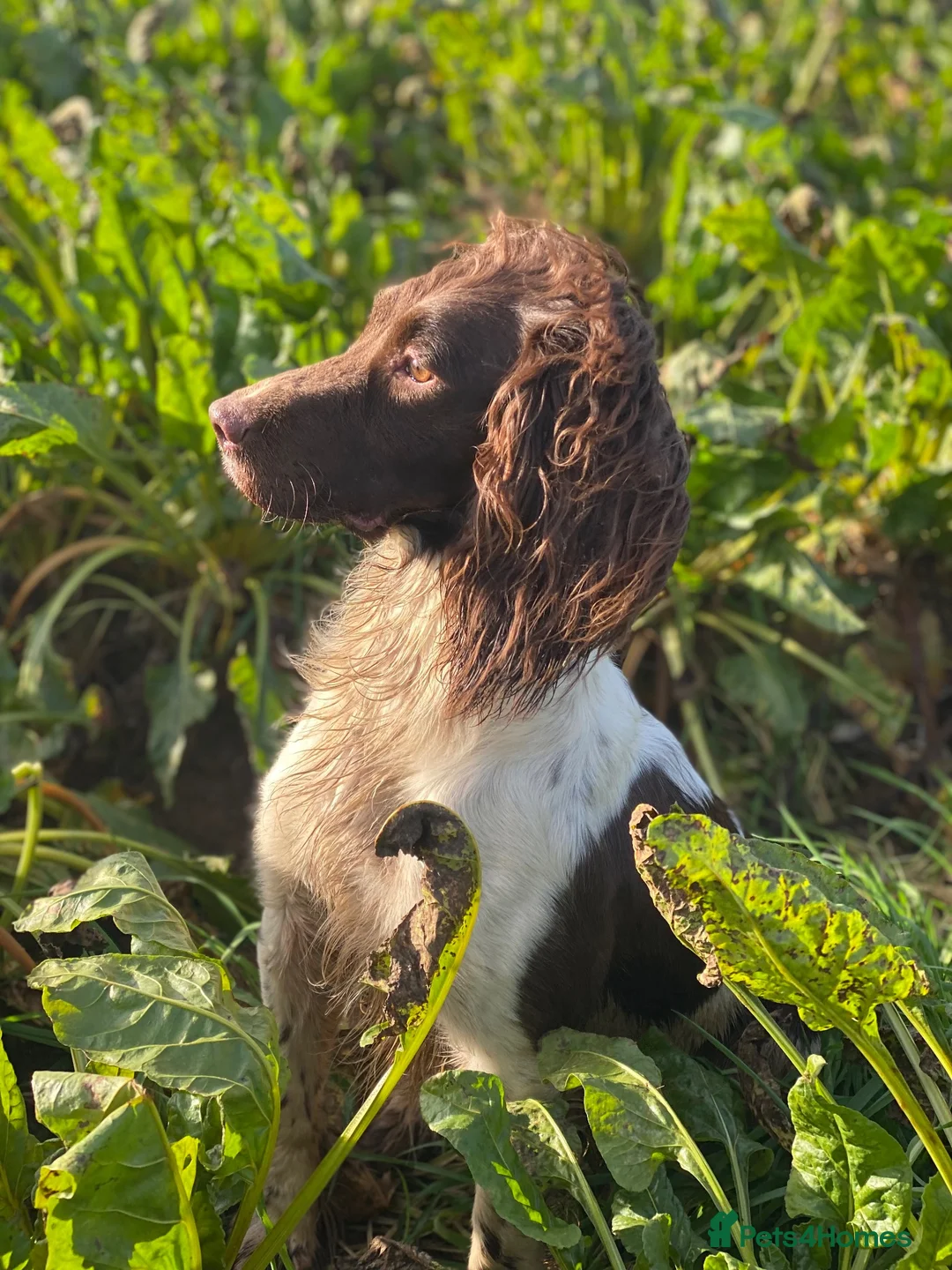 English Springer Spaniel dogs for sale: Beautiful Springer Spaniel Puppies  - Advert 2