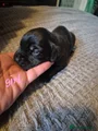 Cane Corso Puppy 7