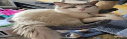 Ragdoll cats for sale: 1 Girl and 1 Boy left pure Ragdoll kittens  - Advert 20
