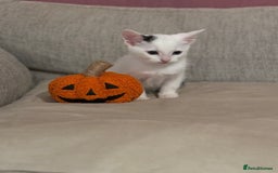 Mixed Breed cats for sale: KITTENS READY TO LEAVE!! BEAUTIFUL MARKINGS  - Image 3