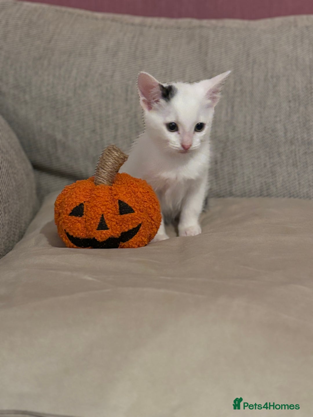 Mixed Breed cats for sale: KITTENS READY TO LEAVE!! BEAUTIFUL MARKINGS  - Image 3