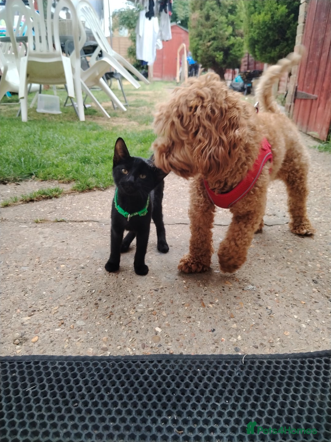 Mixed Breed cats for sale: Kittens  - Image 11