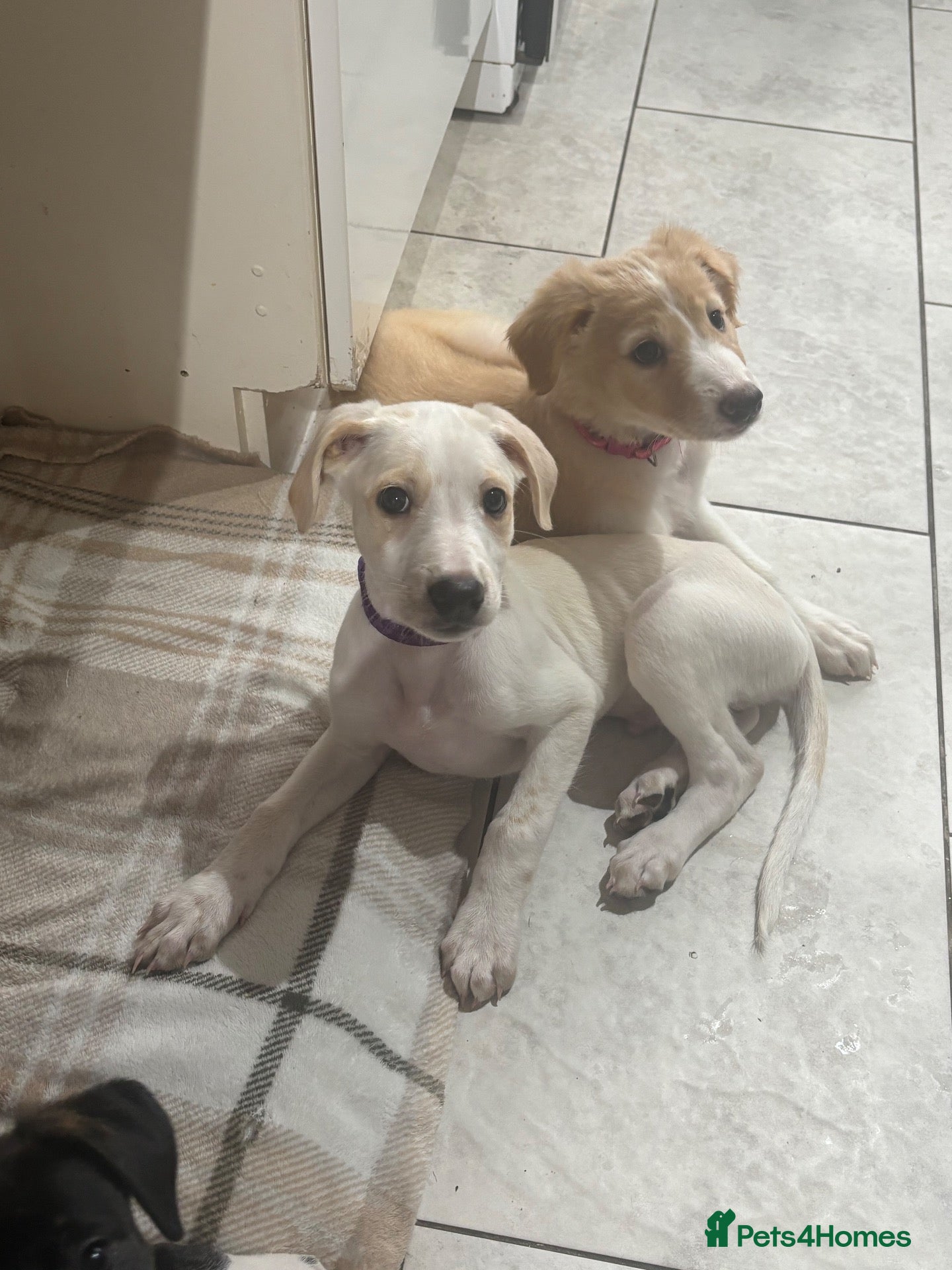 Mixed Breed dogs Saluki bull greyhound (lurcher) puppy’s  - Advert 8