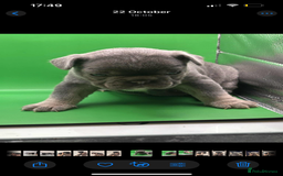 French Bulldog dogs for sale: Beautiful French bulldogs 🐶   - Image 10