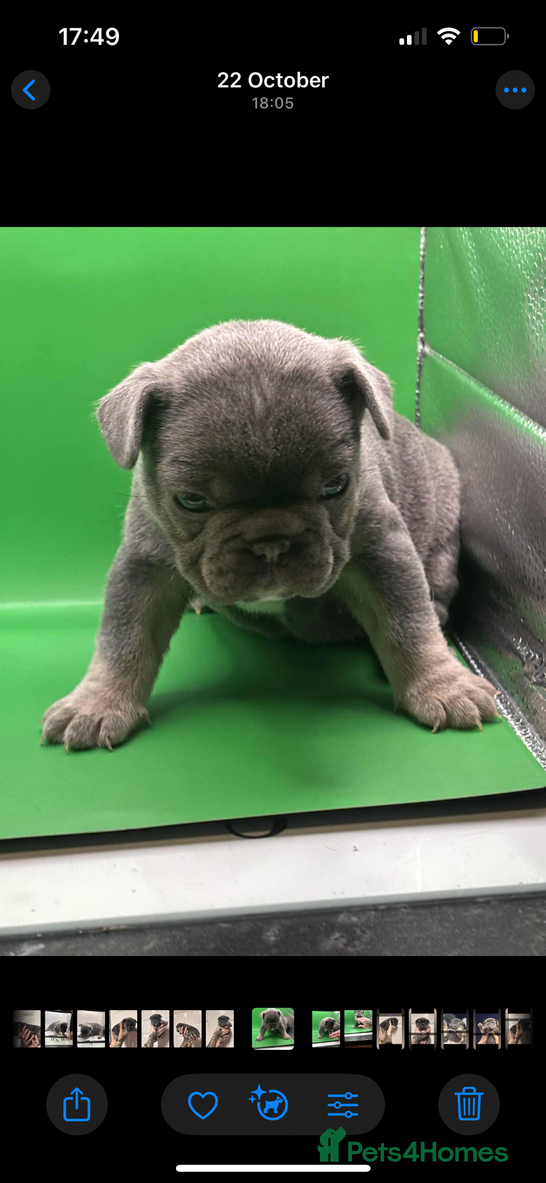 French Bulldog dogs for sale: Beautiful French bulldogs 🐶   - Image 10