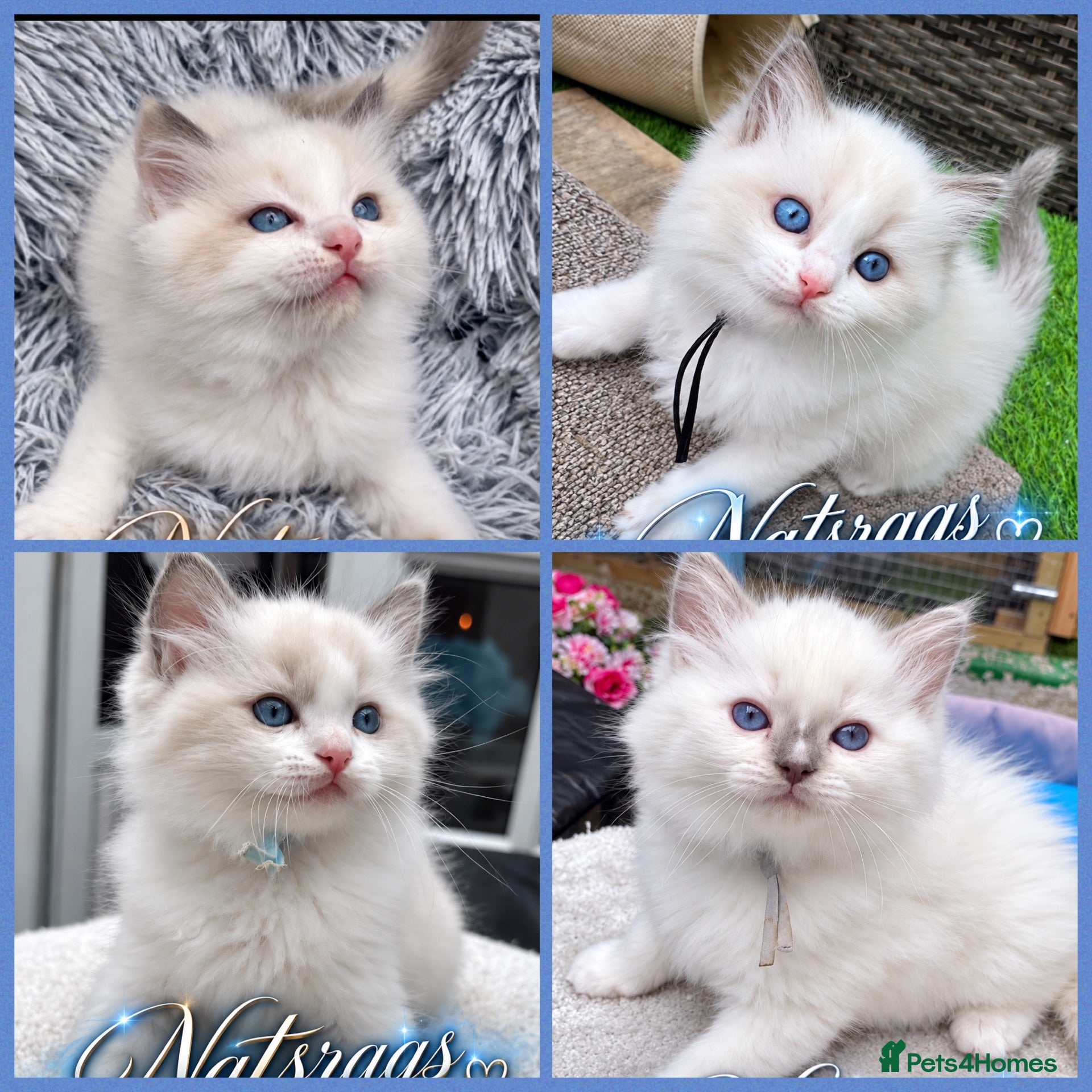 Ragdoll cats Gccf (champion) ragdoll kittens  - Advert 1