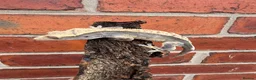 Gecko reptiles for sale: Crested Geckos  - Advert 19