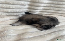 Shih Tzu dogs for sale: KC Shihtzu pups  - Image 4