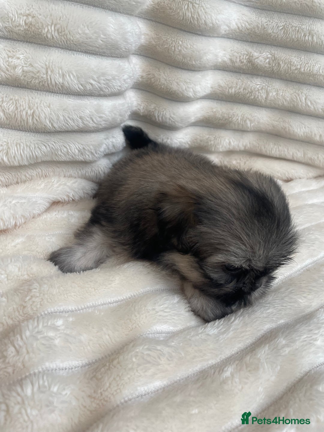Shih Tzu dogs for sale: KC Shihtzu pups  - Image 4