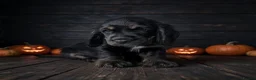 Cocker Spaniel dogs for sale: Beautiful show cocker spaniels ready this weekend - Advert 2