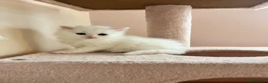 Siberian 1
