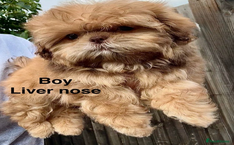 Shih Tzu dogs - Advert 1