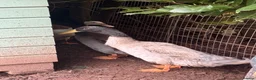 Ducks poultry for sale: Male runner ducks - Advert 4
