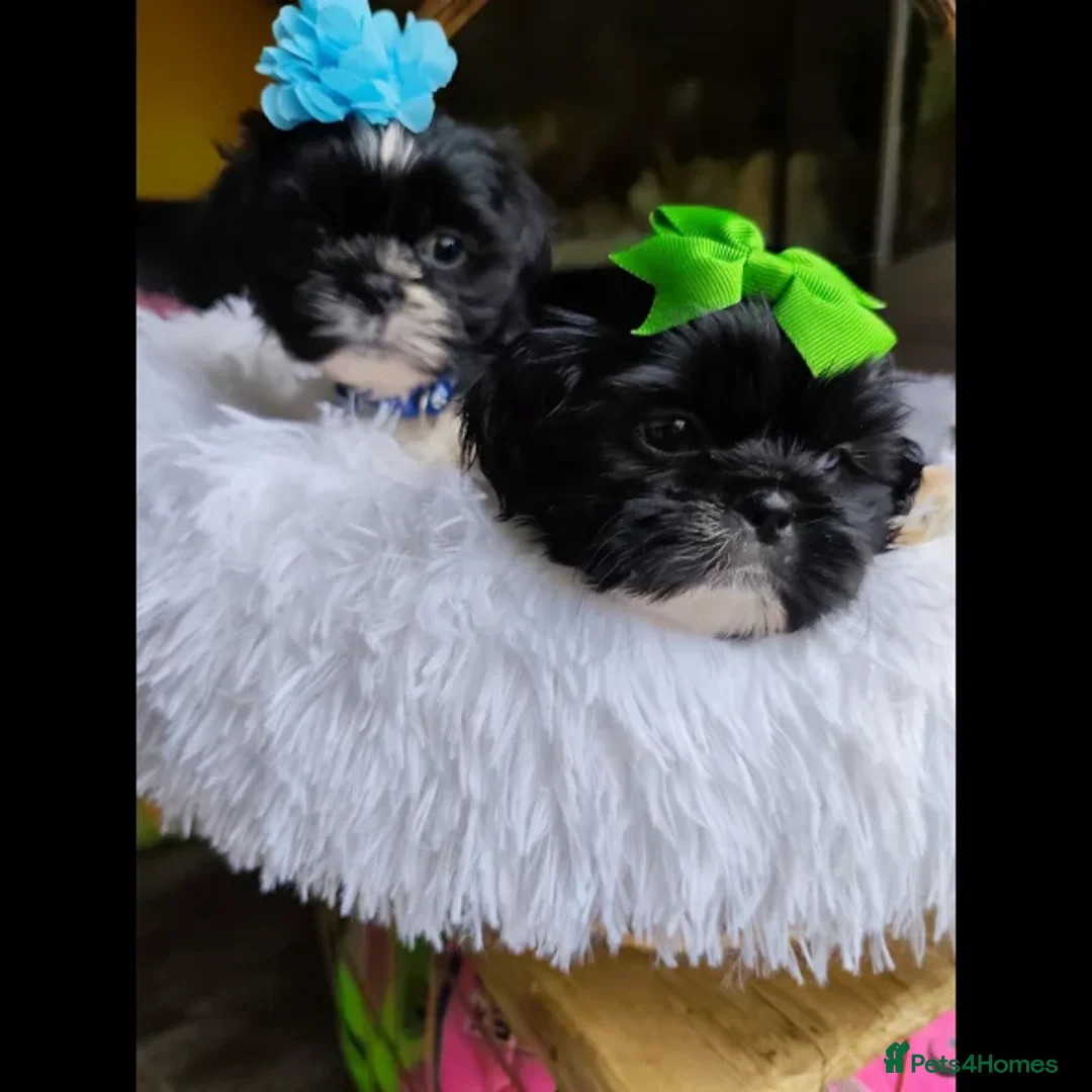 Shih Tzu dogs for sale: Shih Tzu puppies - Image 5
