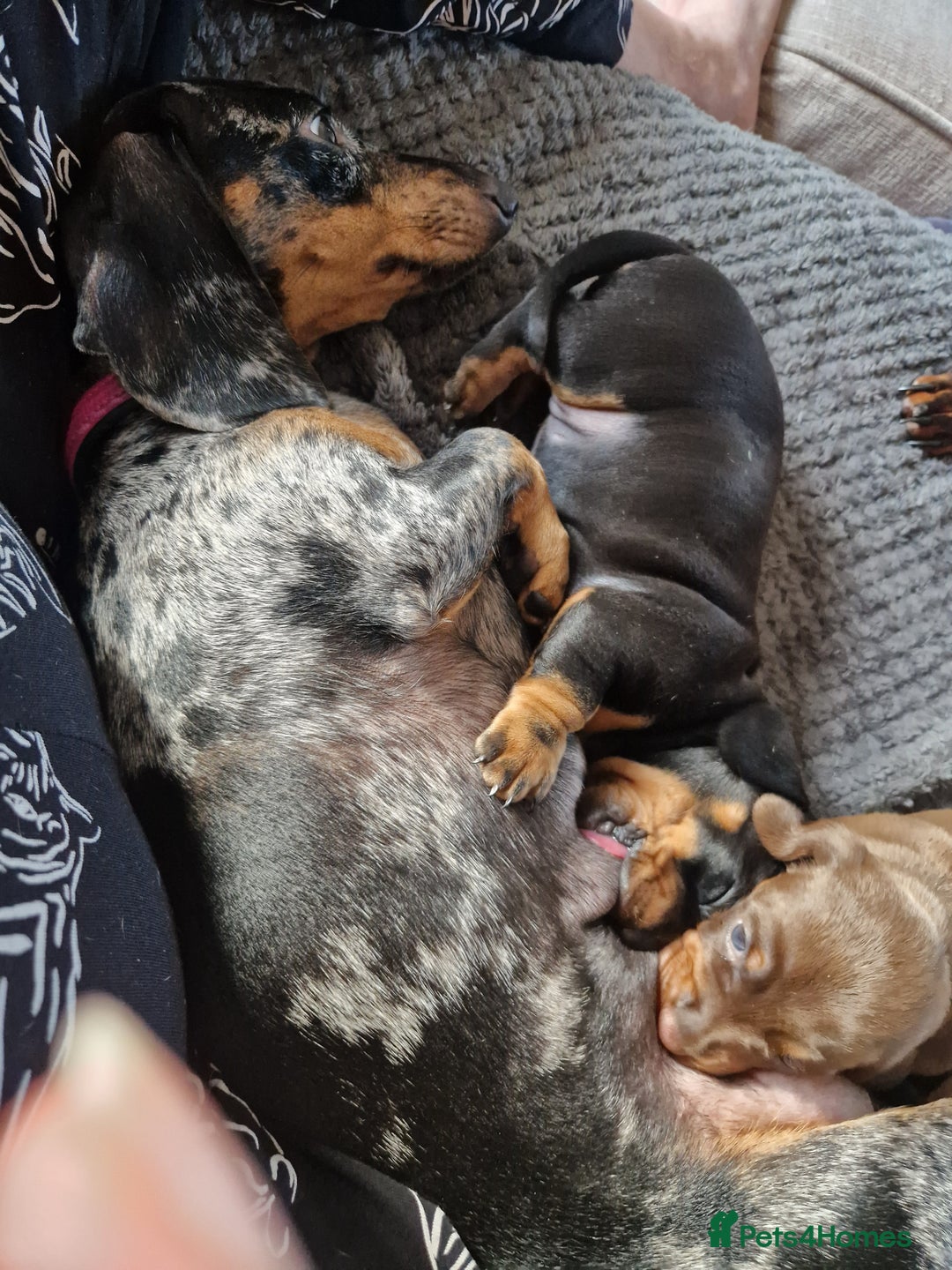 Dachshund dogs for sale: 2 females only! - Advert 3