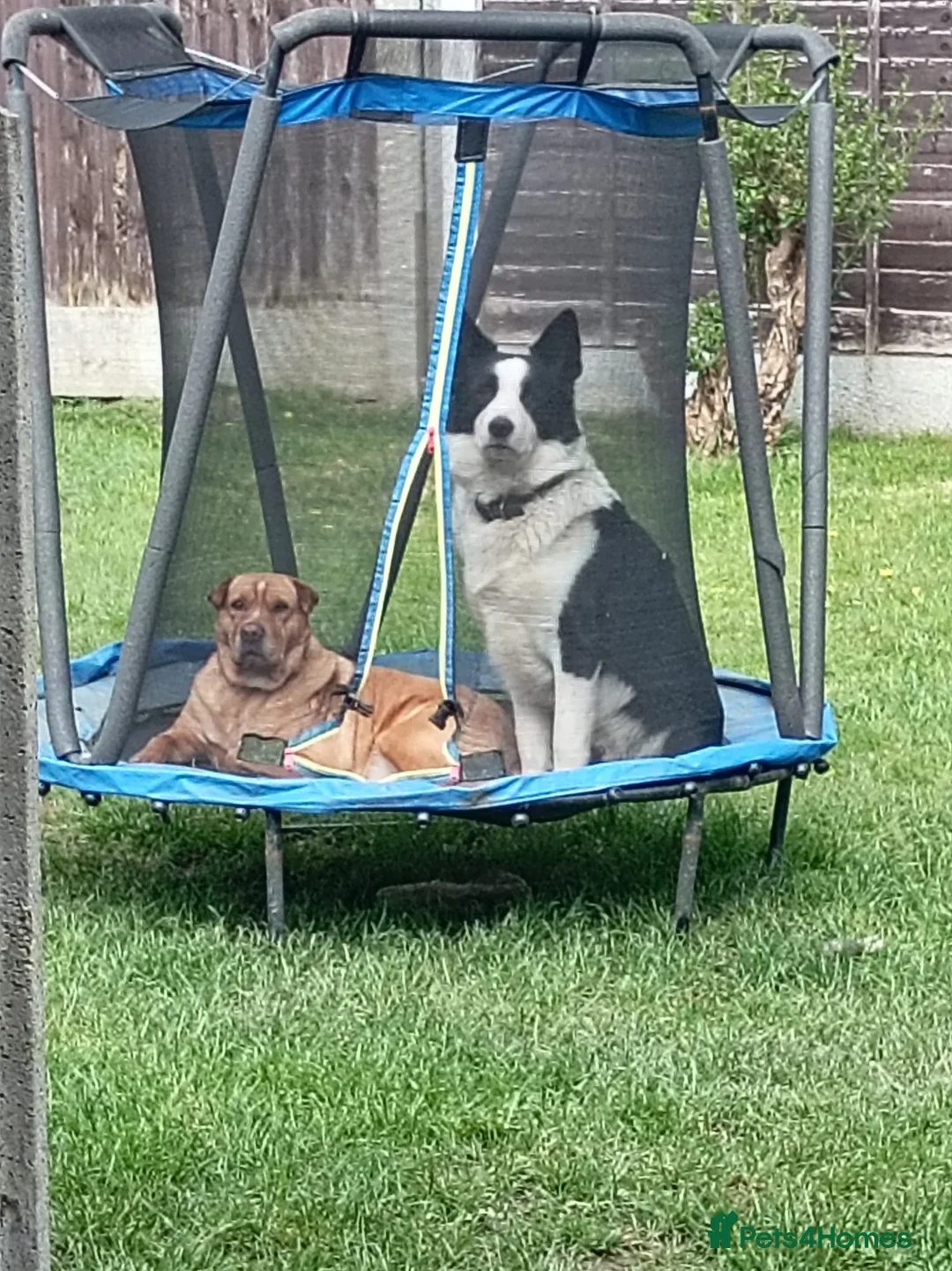 Mixed Breed dogs for sale: 4 yr old male in Wigan - Advert 3