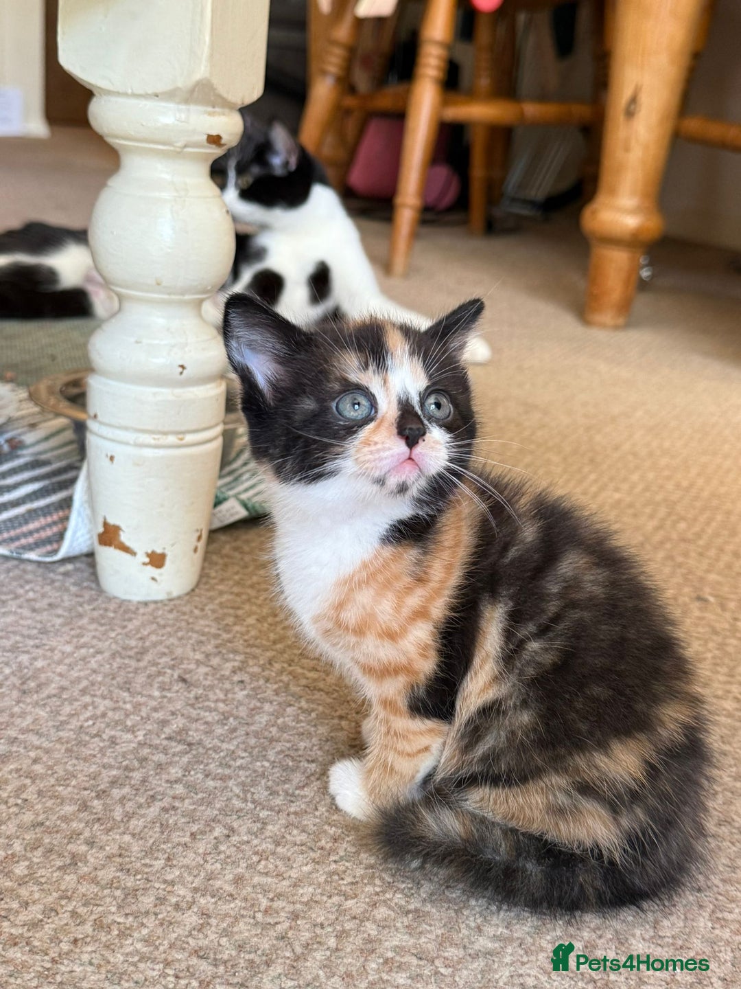 Mixed Breed cats for sale: Very nice kittens from the best mother. - Image 2