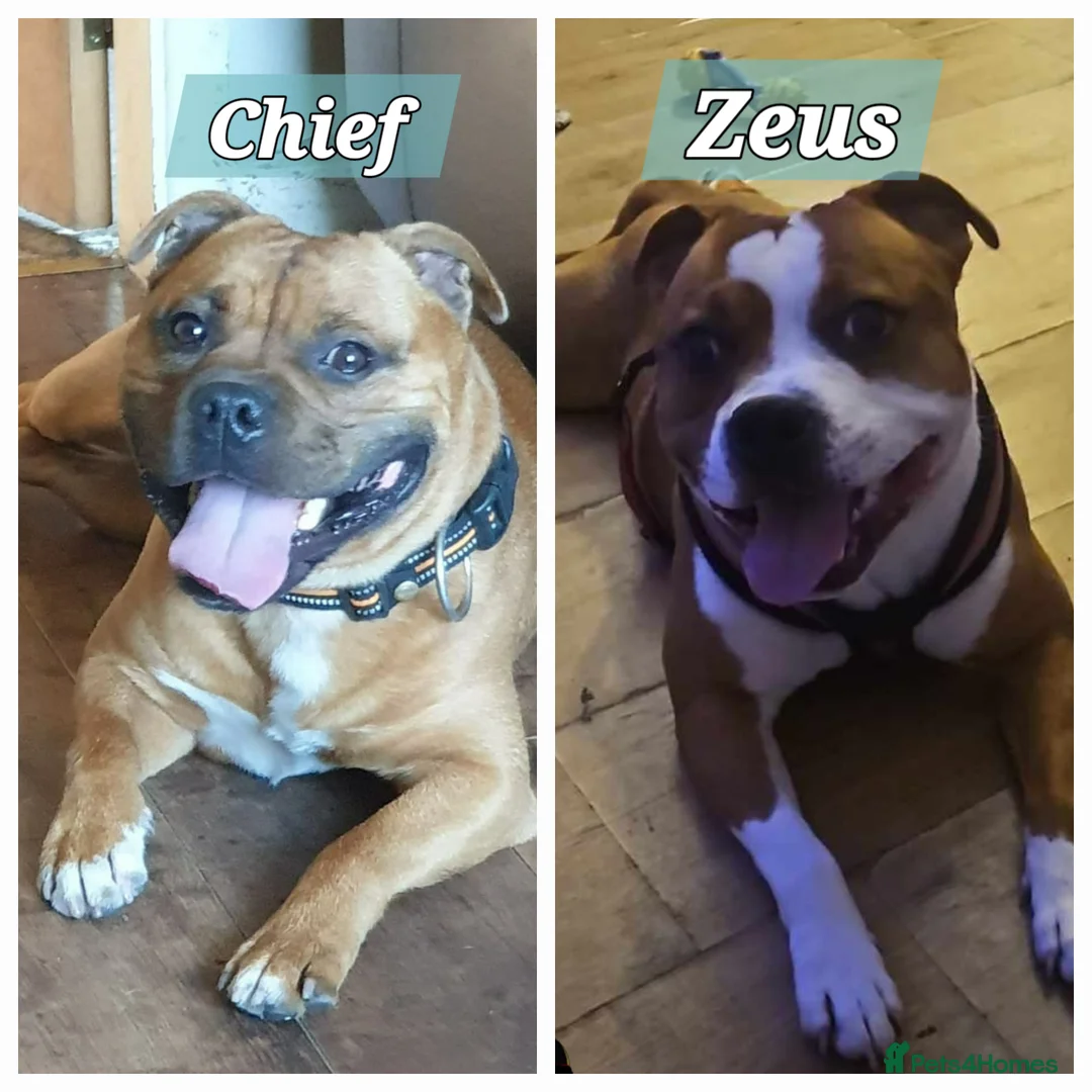 Staffordshire Bull Terrier dogs for sale: FUTURE LITTER ANNOUNCEMENT - Advert 4