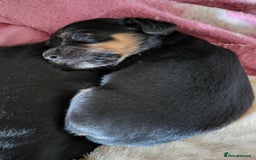Mixed Breed dogs for sale: Spaniel Collie Cross Puppies  - Image 17