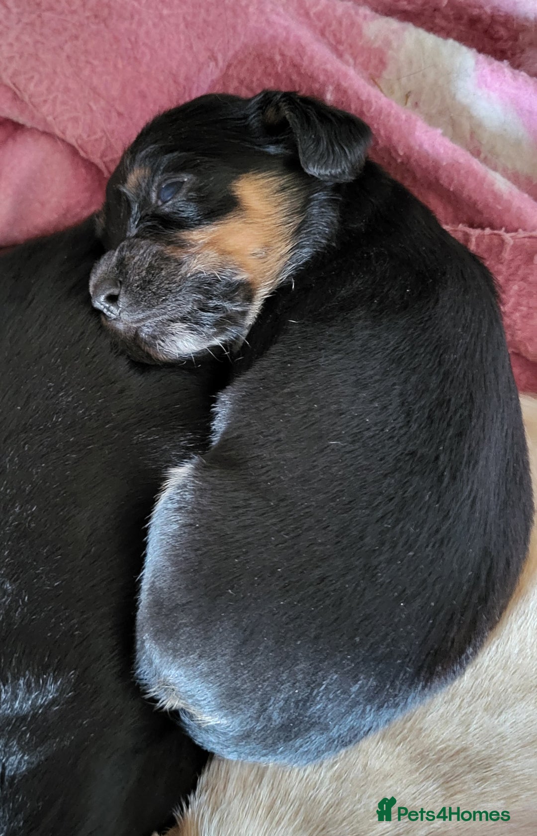 Mixed Breed dogs for sale: Spaniel Collie Cross Puppies  - Image 17