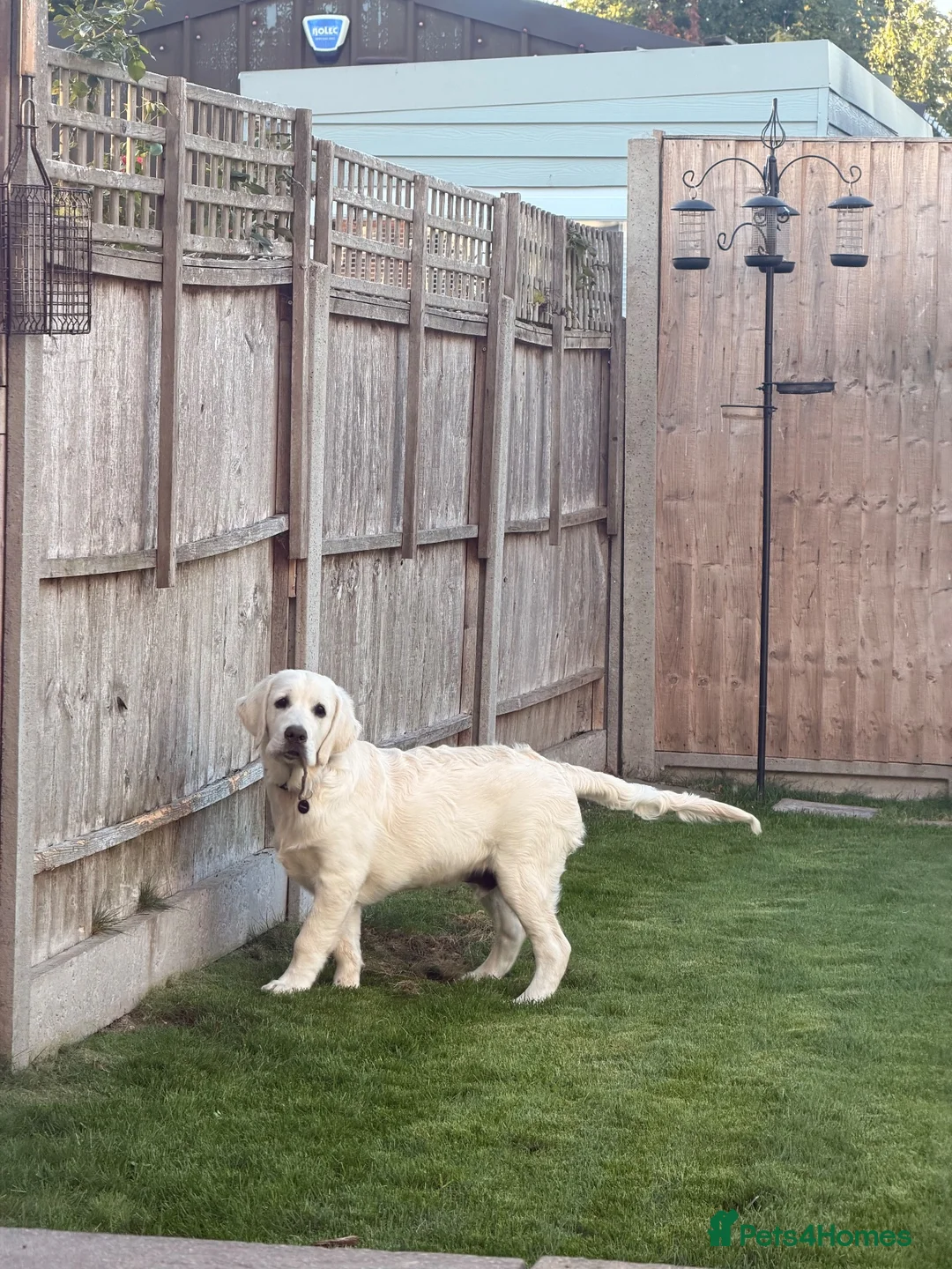 Golden Retriever dogs for sale: 💛 Beautiful 5 Month Old Golden Retriever Boy 🐾 in Dunstable - Advert 8