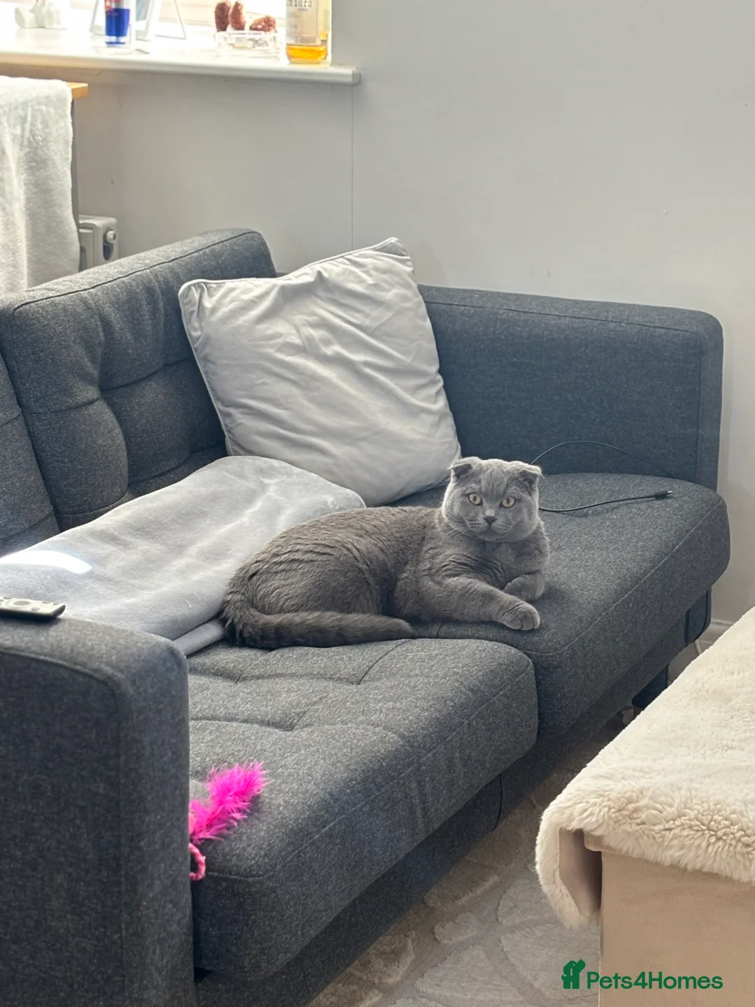 Scottish Fold cats for stud: Scottish fold champion available for stud - Advert 9