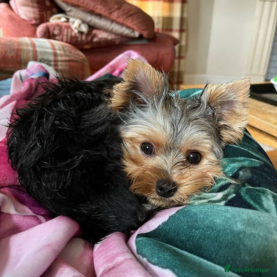 Yorkshire Terrier dogs for sale: Yorkshire Terrier Puppy - Image 2