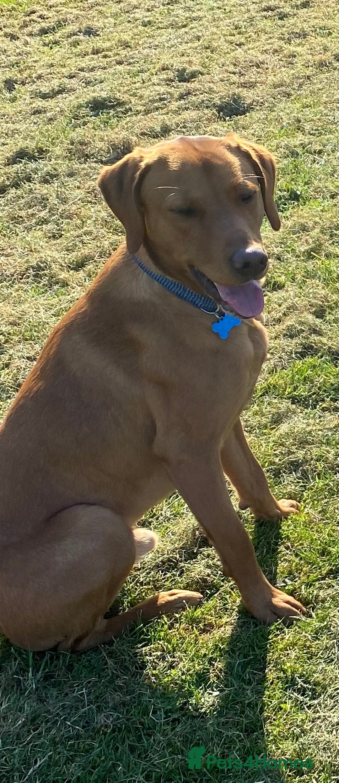 Labrador Retriever dogs for stud: Fully Health Tested Fox Red Labrador for Stud - Advert 8