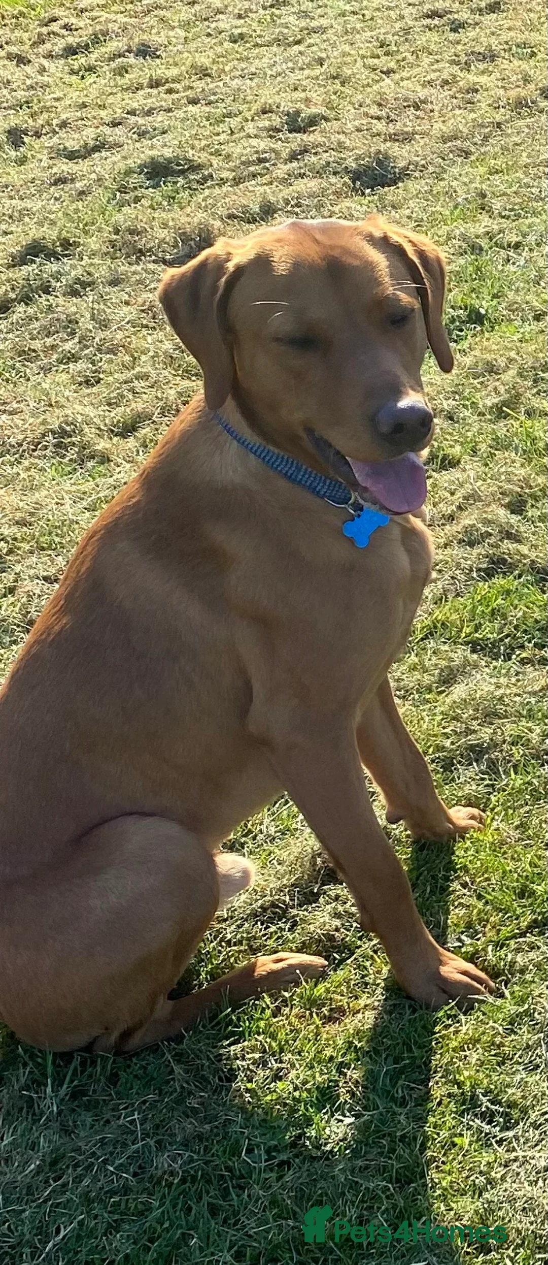 Labrador Retriever dogs for stud: Fully Health Tested Fox Red Labrador for Stud - Advert 8