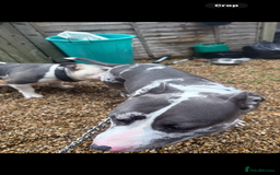 American Bully dogs for sale: Abkc Pocket Bully X Abkc classic Bully puppies - Image 22