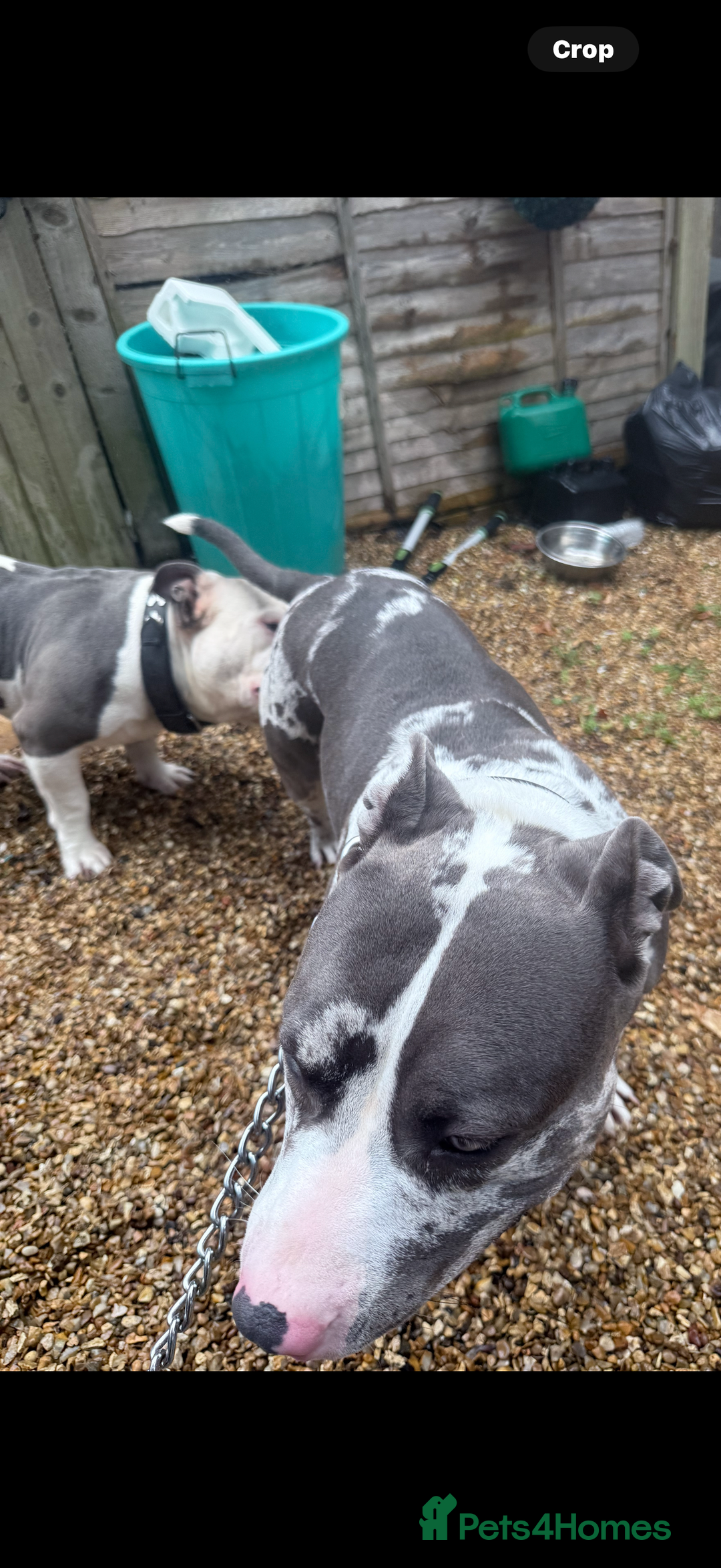 American Bully dogs for sale: Abkc Pocket Bully X Abkc classic Bully puppies - Image 22