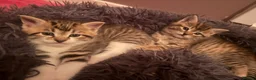 American Bobtail cats for sale: 2 beautiful kittens  - Advert 5