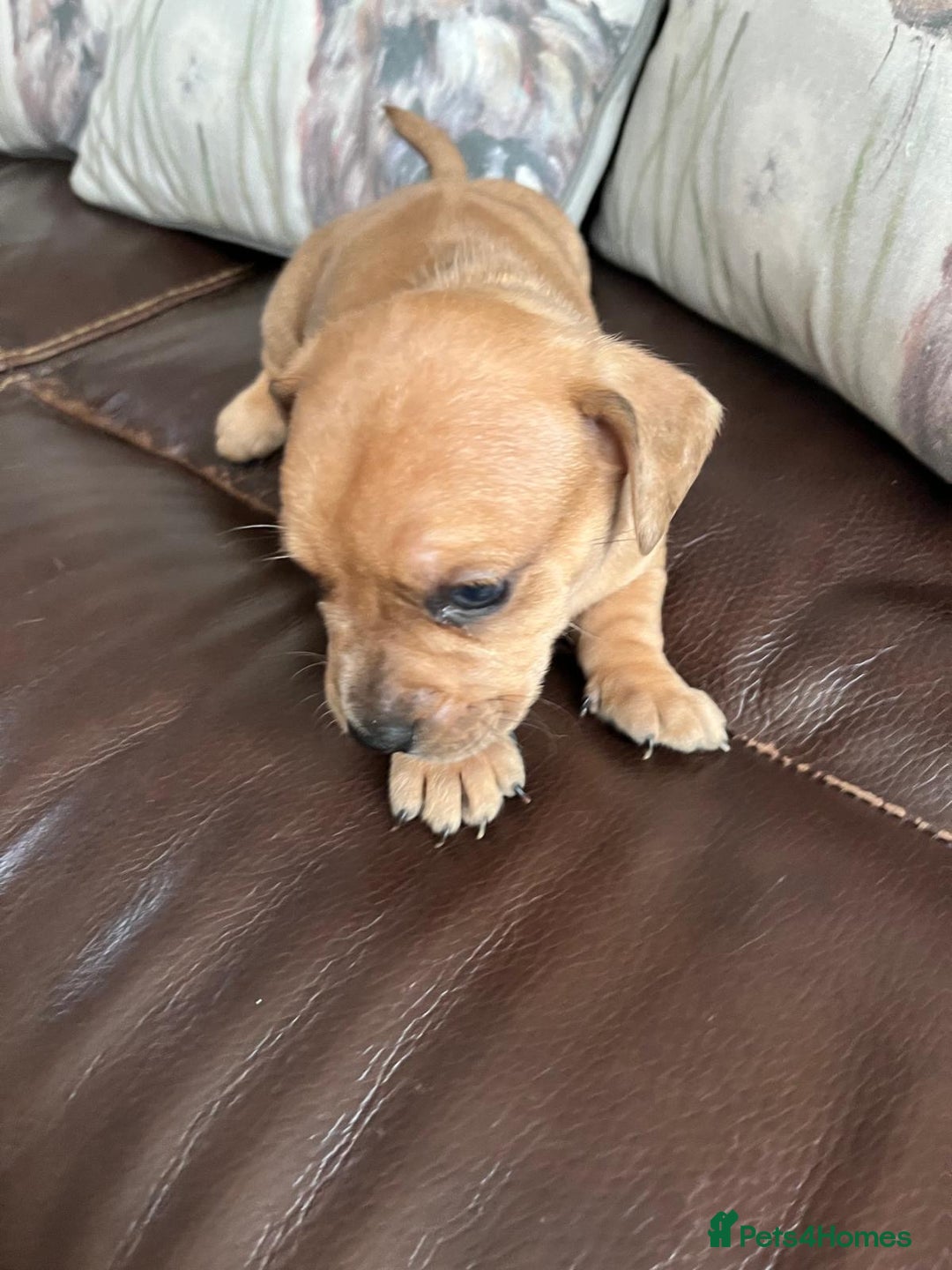 Mixed Breed dogs for sale: French wieners - Image 6