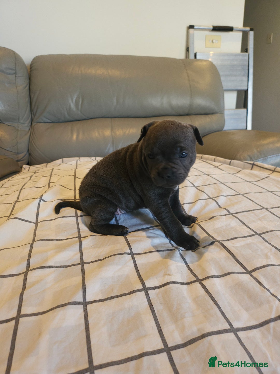 Staffordshire Bull Terrier dogs for sale: Staffordshire Bull Terrier Puppies for sale - Advert 5