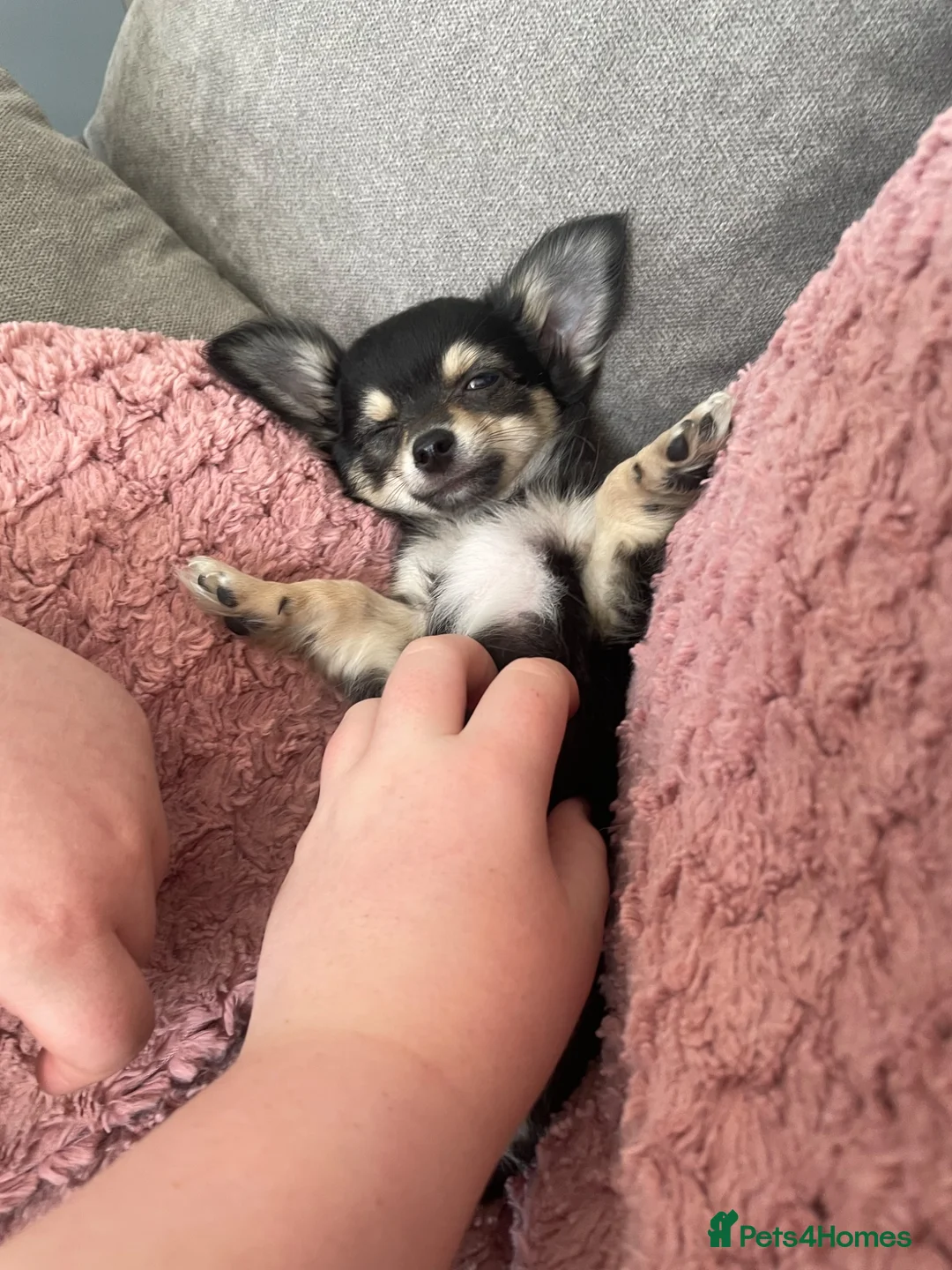 Chihuahua dogs for sale: last gorgeous Chihuahua Puppy ready to leave now  - Advert 2