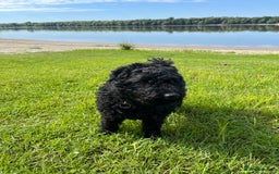 Hungarian Puli dogs for sale: Pitsoor - Hungarian Puli - Image 5