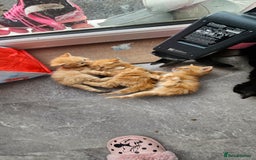 Mixed Breed cats for sale: Beautiful litter of 7 kittens  - Image 7