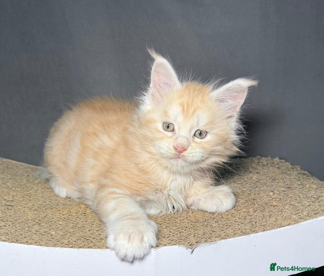 Maine Coon cats for sale: Champion line kittens, ready to reservation🥰 - Advert 8