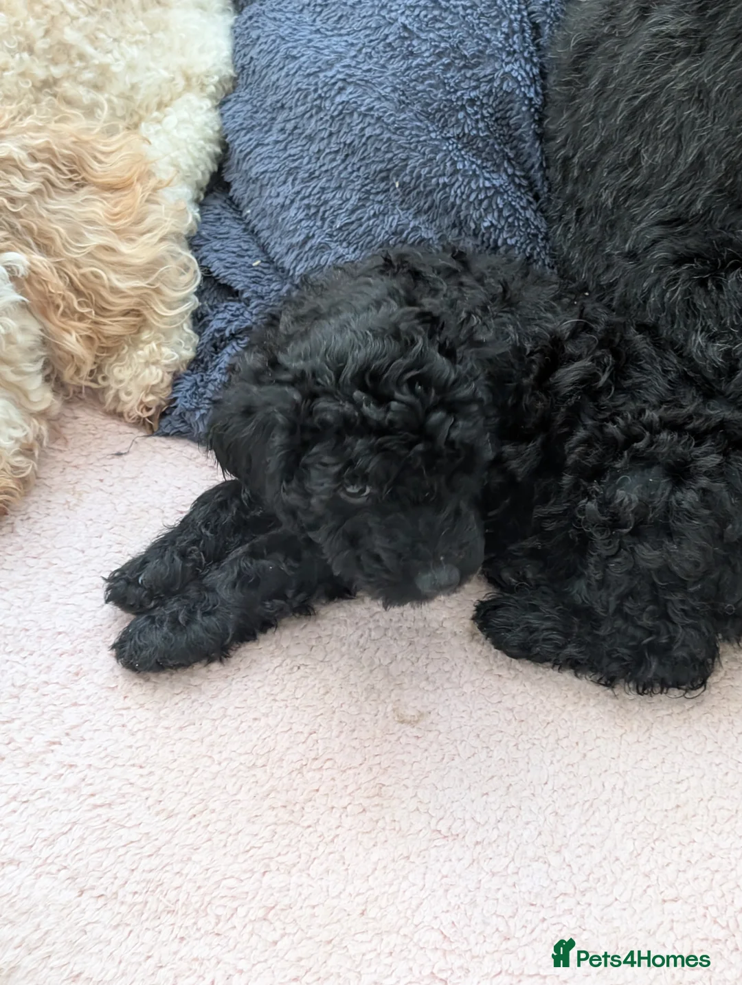 Cockapoo dogs for sale: Cockapoo  - Advert 2